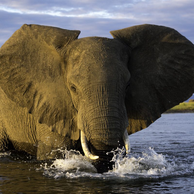 Parc-National-de-Mana-Pools