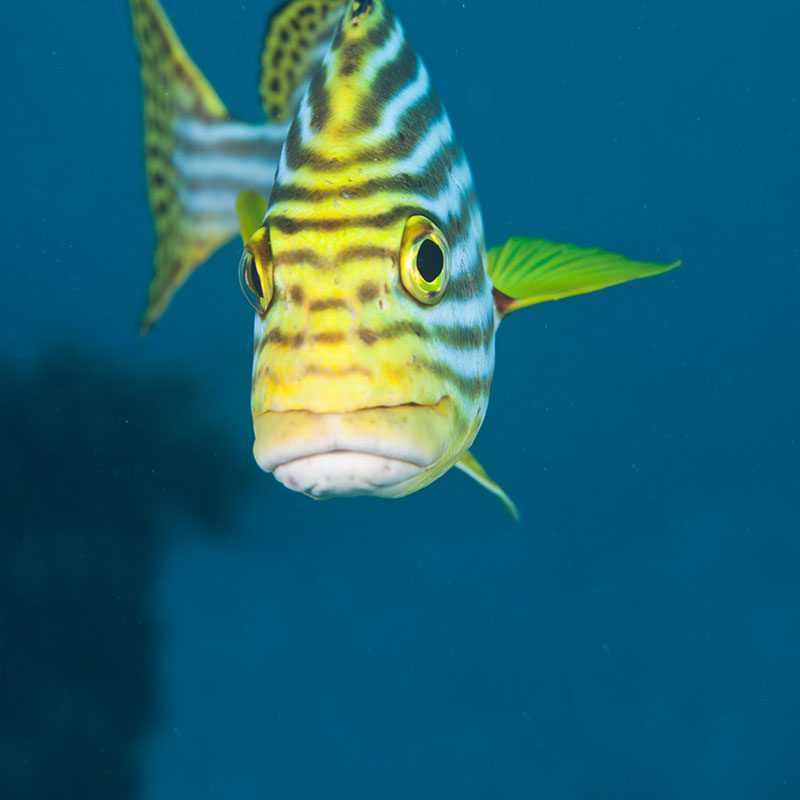 Praslin Seychelles