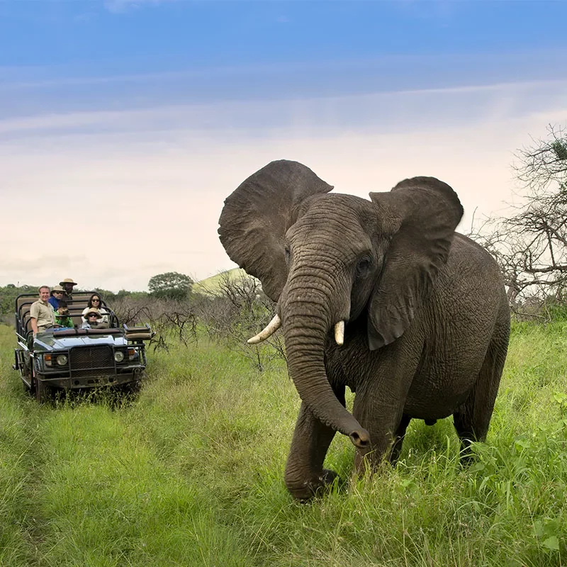 Safaris-Okavango-Afrique-du-sud-phinda