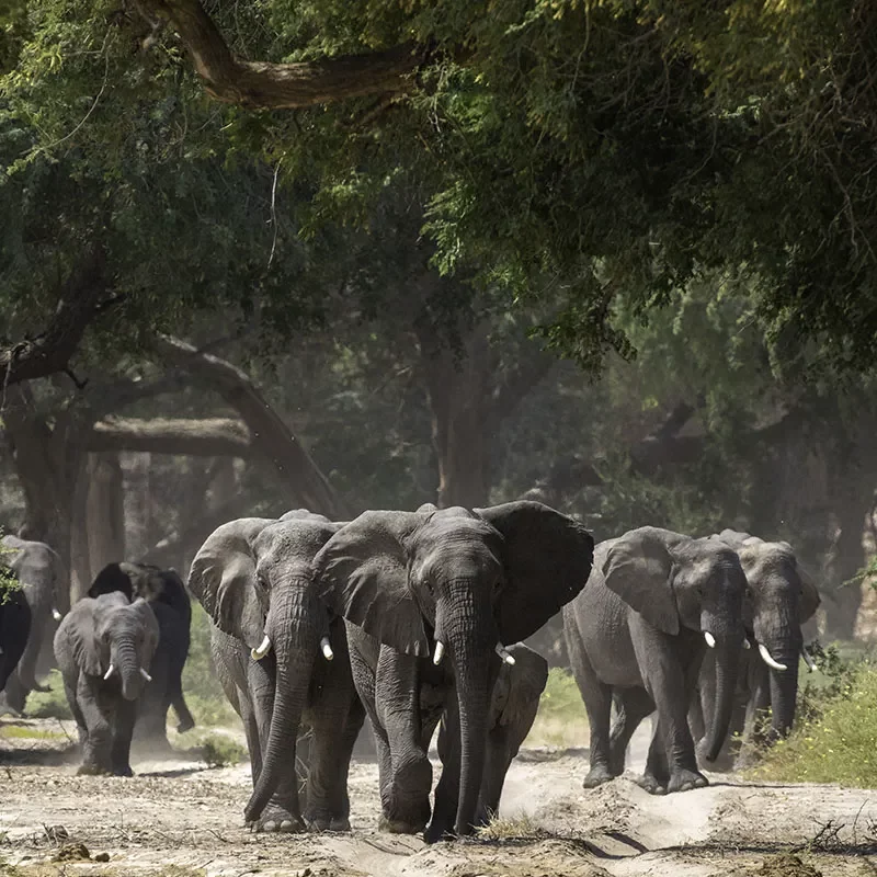 Safaris-Okavango-damaraland-galerie
