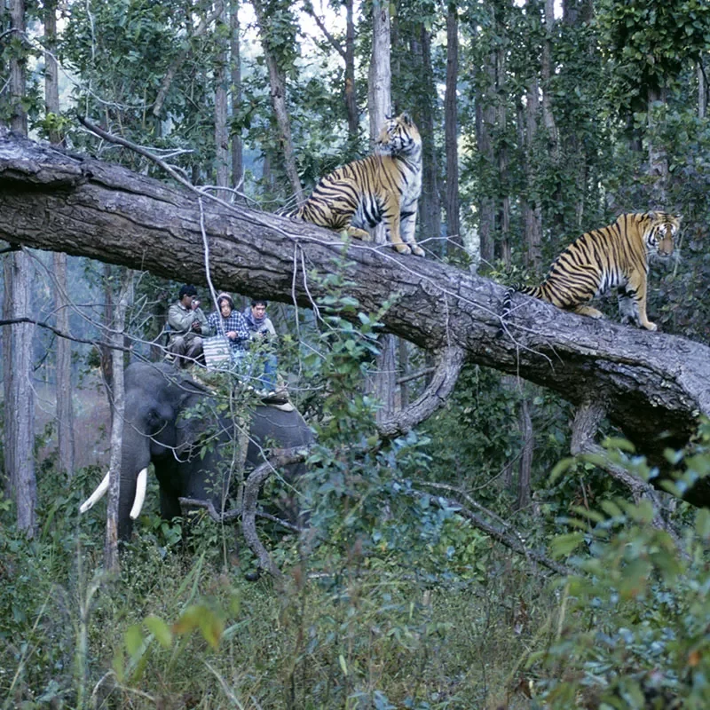 Safaris-Okavango-inde-madhya-pradesh