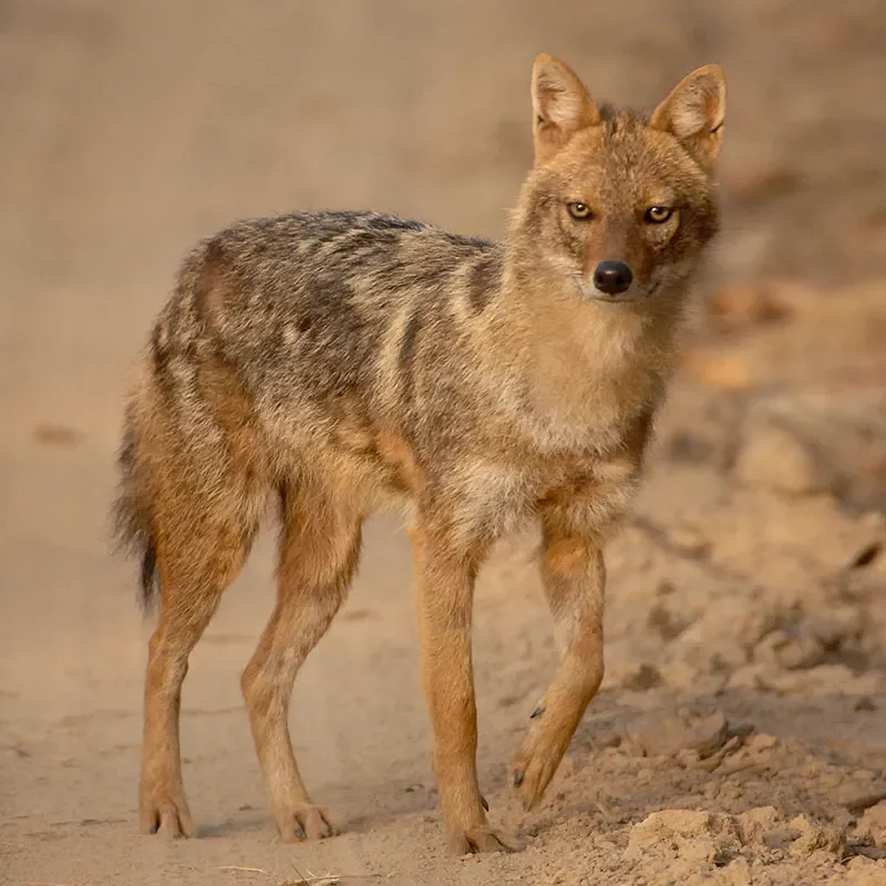 Safaris-Okavango-inde-madhya