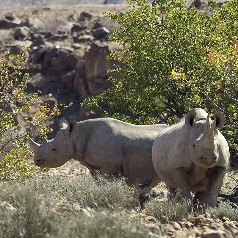Safaris-Okavango-namibie-damaraland-galerie
