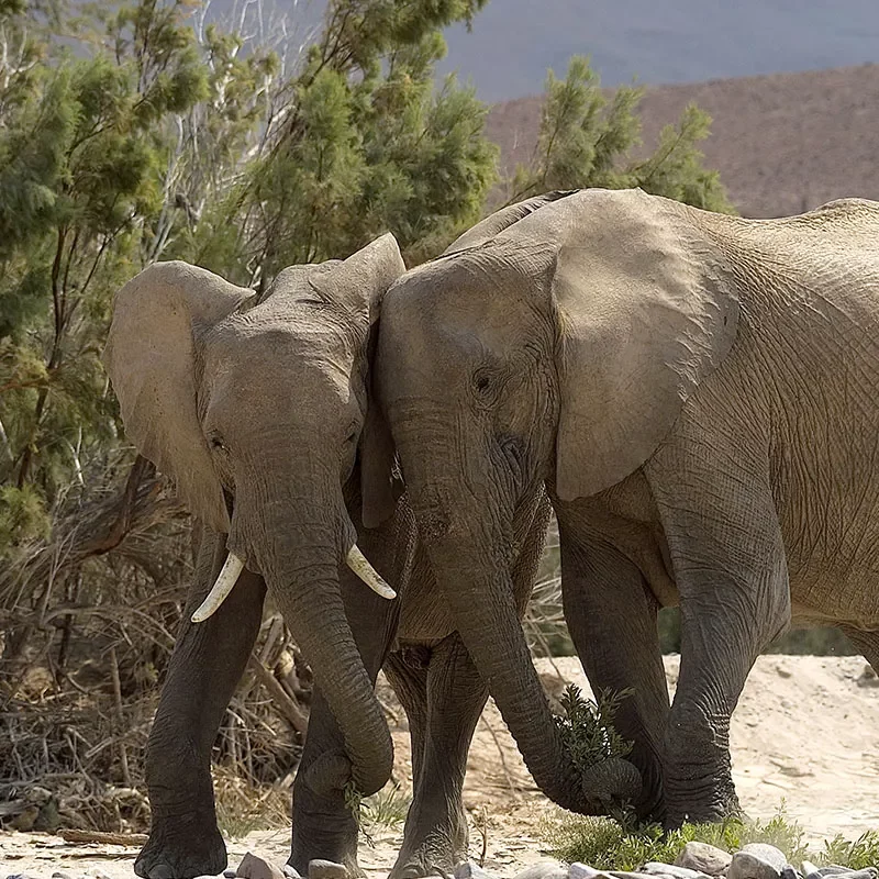 Safaris-Okavango-namibie ongava