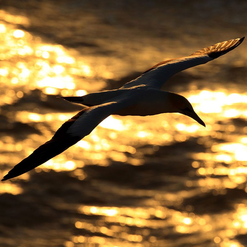 Safaris-Okavango-nouvelle-zelande-auckland-galerie-1 (4)
