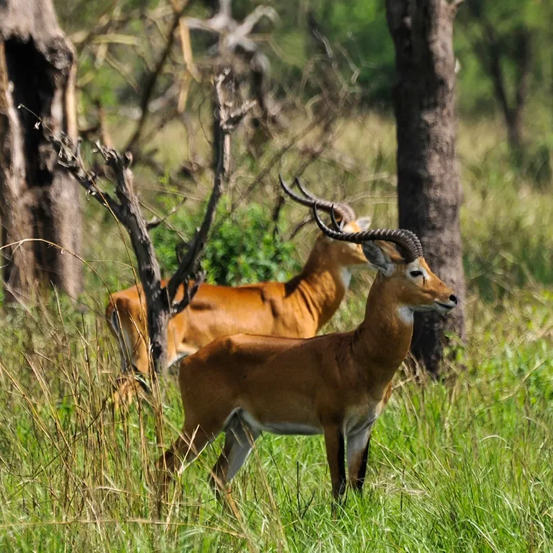 Safaris-Okavango-ouganda-semliki