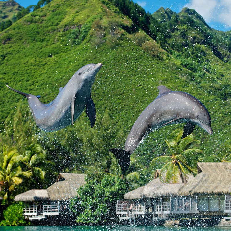 Safaris-Okavango-polynesie-moorea-grid-1 (2)
