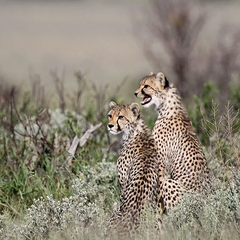 Safaris-Okavango-route-des-jardins