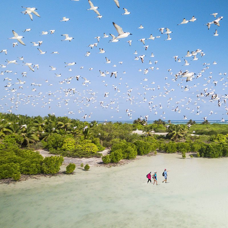 Safaris-Okavango-seychelles-alphonse-island