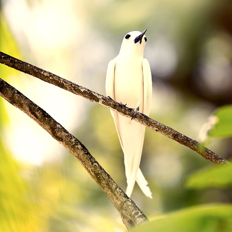 Safaris-Okavango-seychelles-denis-island-galerie-2
