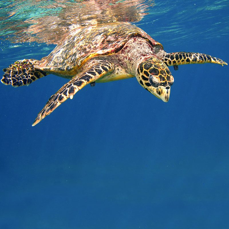 Safaris-Okavango-seychelles-denis-island-galerie-3