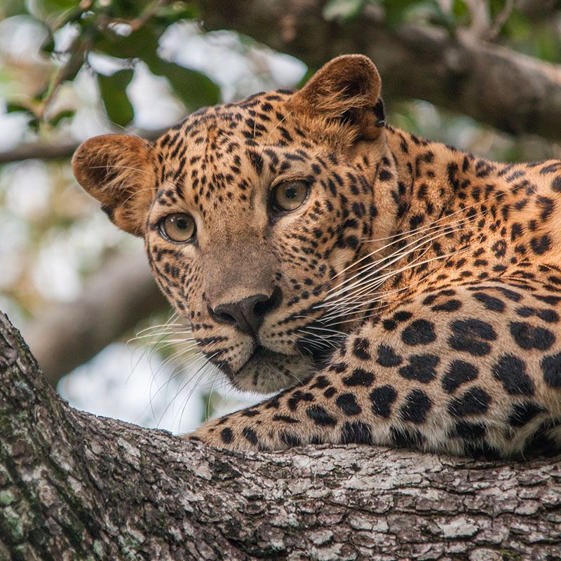 Safaris-Okavango-sri-lanka-cote-sud