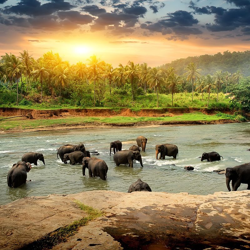 Safaris-Okavango-sri-lanka-kandy