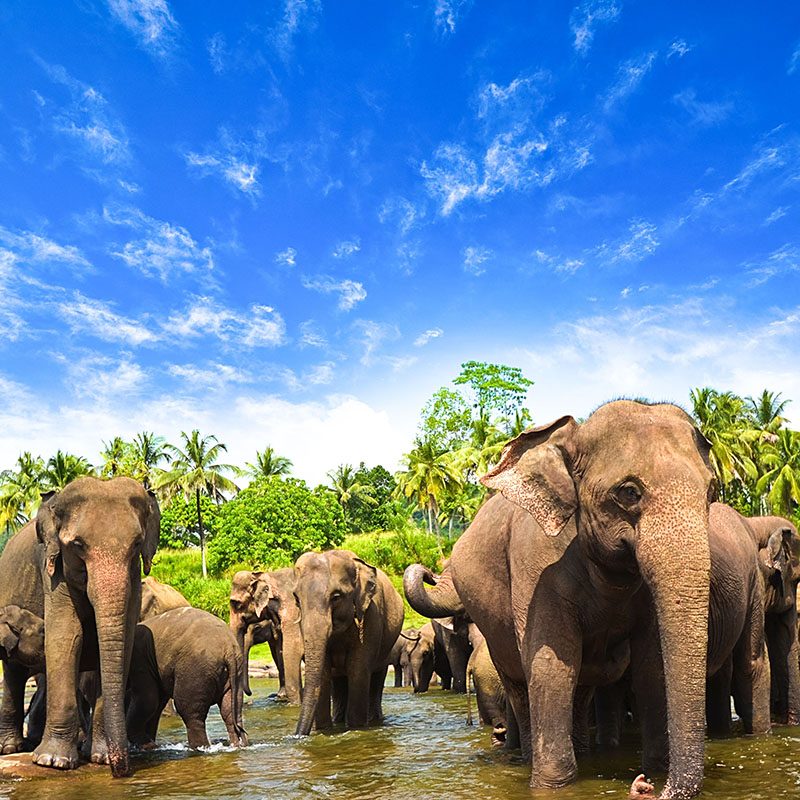 Safaris-Okavango-sri-lanka-kandy