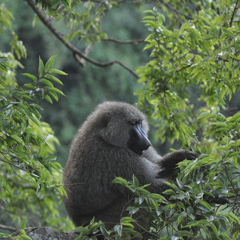Safaris-Okavango-tanzanie-cratere-du-NGorongoro-galerie-2