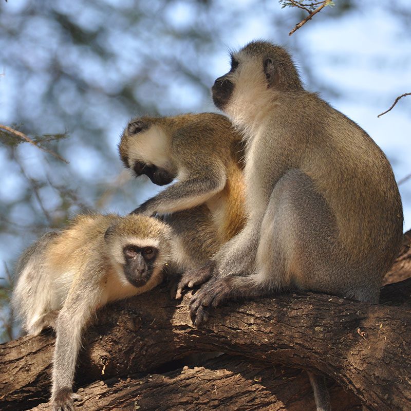 Safaris-Okavango-tanzanie-cratere-du-NGorongoro-galerie-3