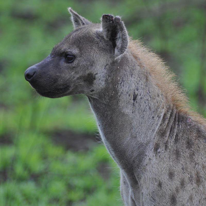 Safaris-Okavango-tanzanie-cratere-du-NGorongoro-galerie-4