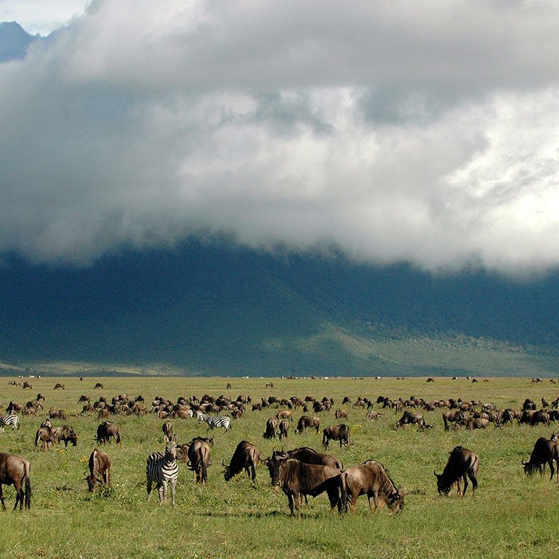 Safaris-Okavango-tanzanie-cratere-du-NGorongoro-galerie-6