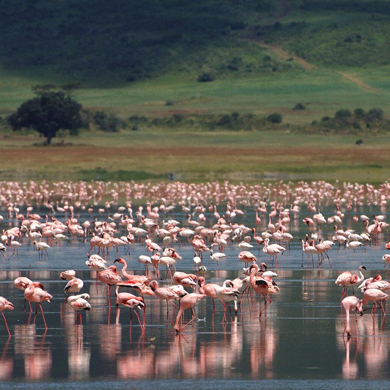 Safaris-Okavango-tanzanie-cratere-du-NGorongoro-grid-1
