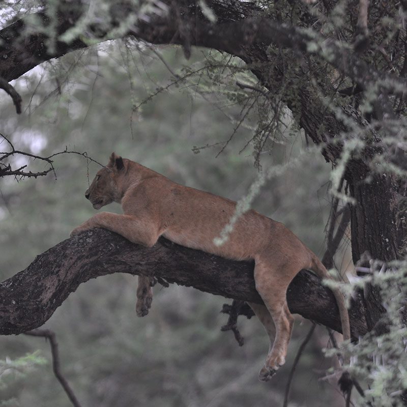 Safaris-Okavango-tanzanie-parc-lac-manyara-galerie-1