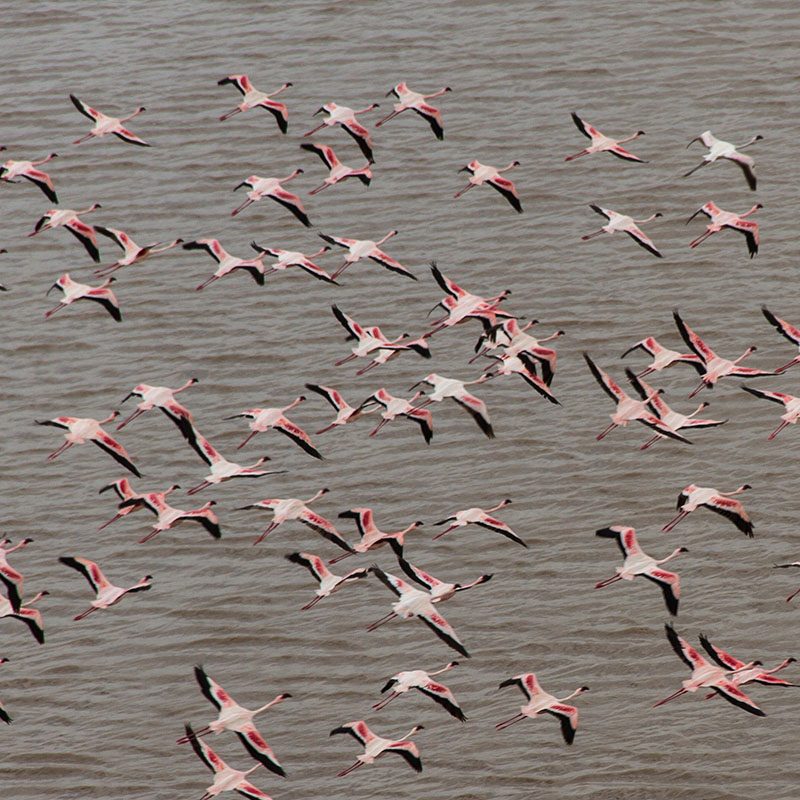 Safaris-Okavango-tanzanie-parc-lac-manyara-galerie-6