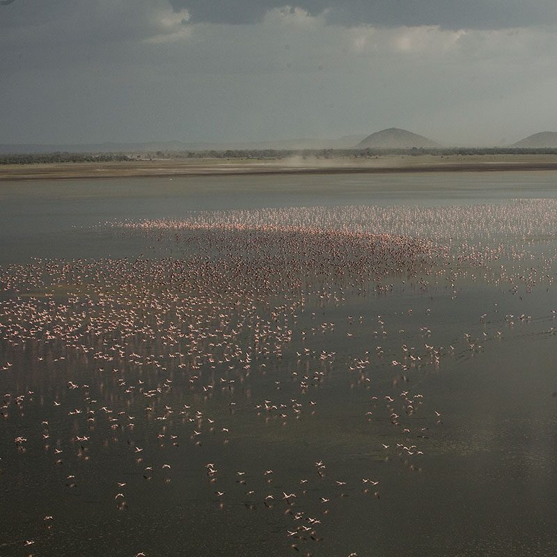 Safaris-Okavango-tanzanie-parc-lac-manyara-grid-1