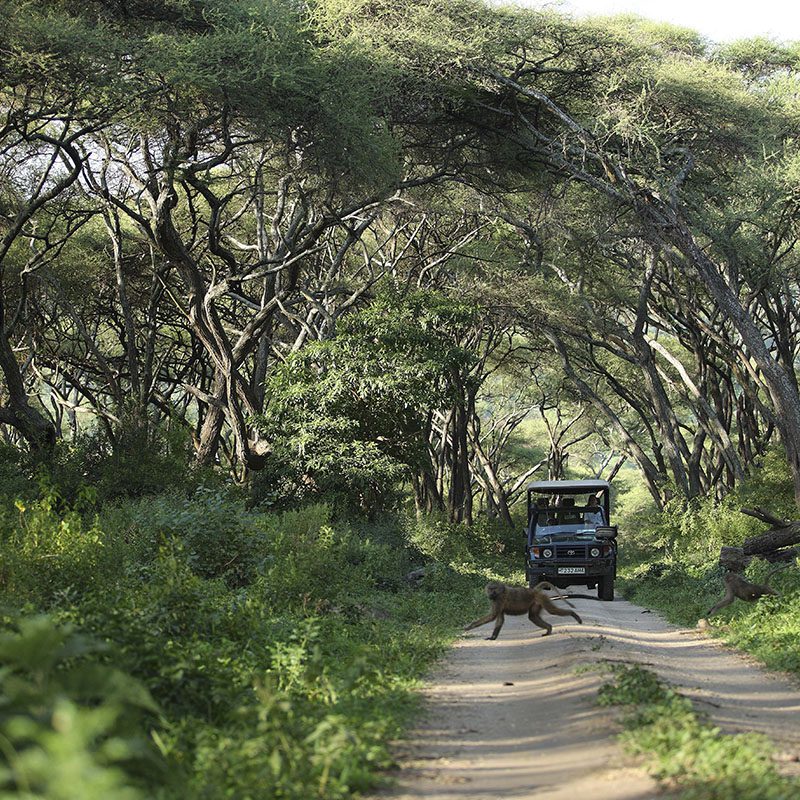 Safaris-Okavango-tanzanie-parc-lac-manyara-grid-3