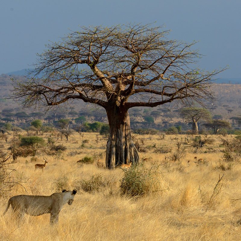Safaris-Okavango-tanzanie-parc-ruaha-galerie-1
