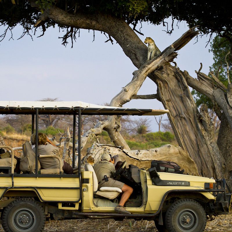 Safaris-Okavango-tanzanie-parc-ruaha-galerie-3