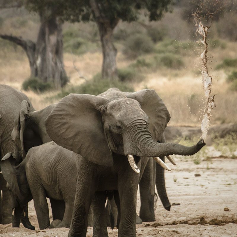 Safaris-Okavango-tanzanie-parc-ruaha-galerie-4