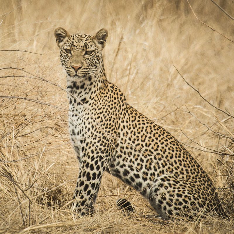 Safaris-Okavango-tanzanie-parc-ruaha-grid-1