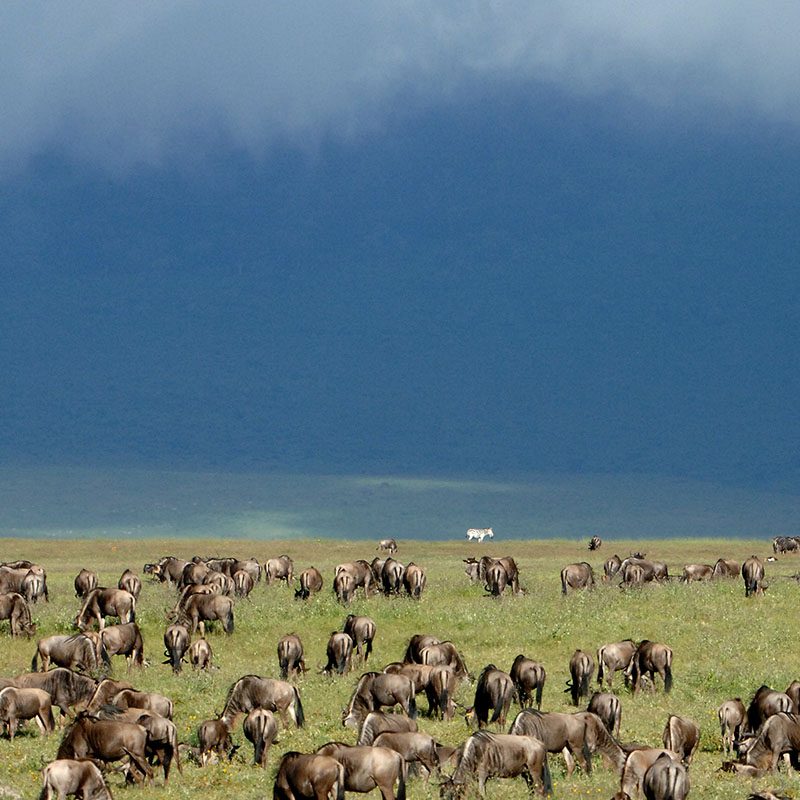 Safaris-Okavango-tanzanie-parc-serengeti-galerie-1