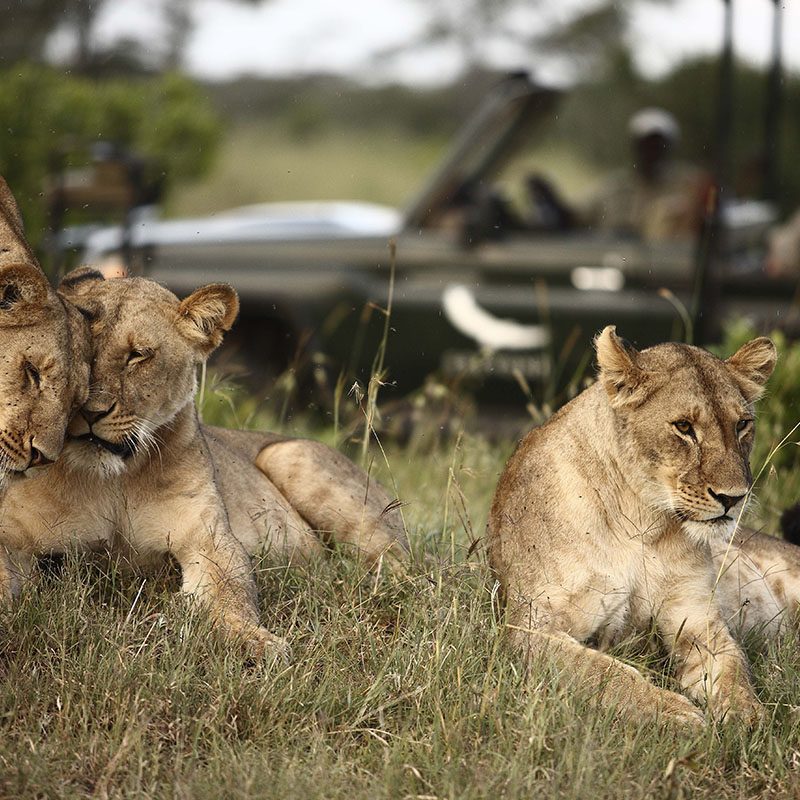 Safaris-Okavango-tanzanie-parc-serengeti-galerie-2