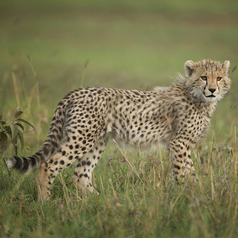 Safaris-Okavango-tanzanie-parc-serengeti-galerie-5