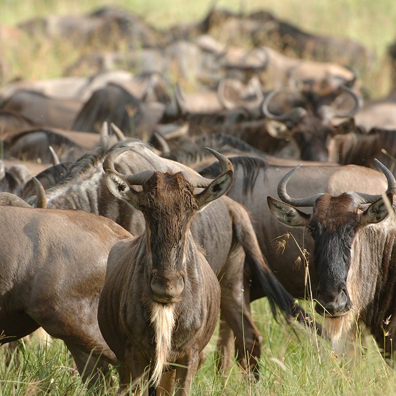 Safaris-Okavango-tanzanie-parc-serengeti-galerie-6
