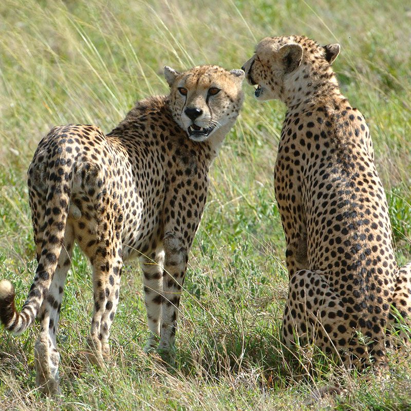 Safaris-Okavango-tanzanie-parc-serengeti-grid-2