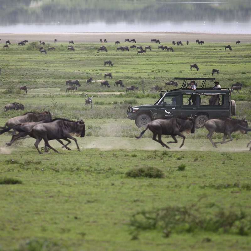 Safaris-Okavango-tanzanie-parc-serengeti-grid-3