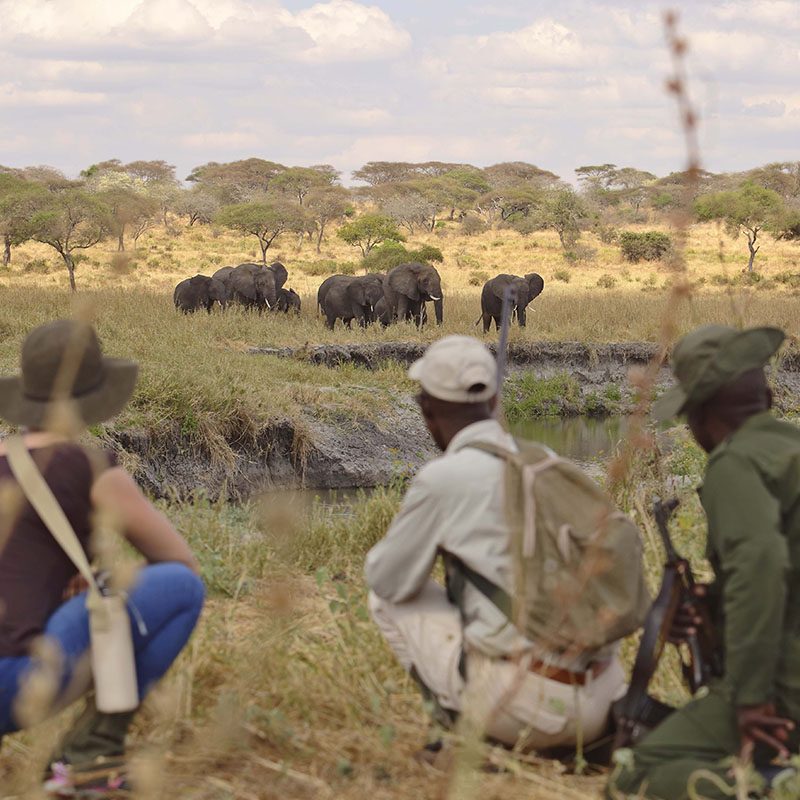 Safaris-Okavango-tanzanie-parc-tarangire-galerie-2