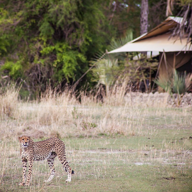 Safaris-Okavango-tanzanie-reserve-de-chemchem-galerie-1