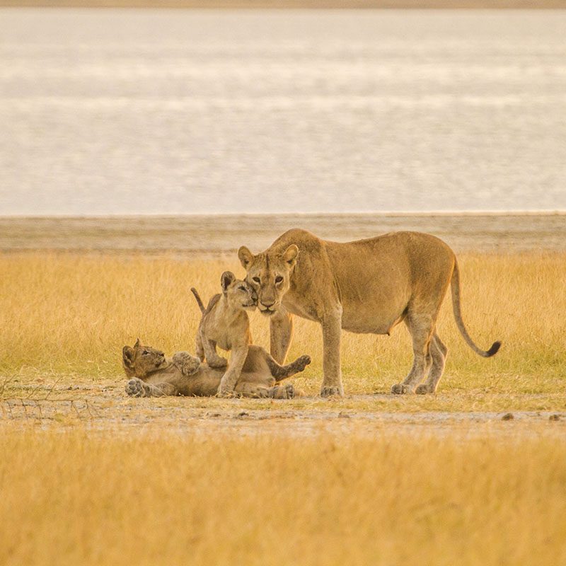 Safaris-Okavango-tanzanie-reserve-de-chemchem-galerie-5