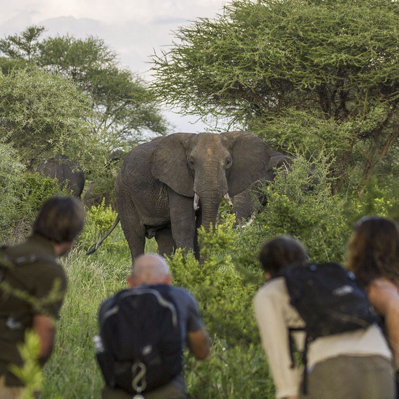Safaris-Okavango-tanzanie-reserve-de-chemchem-grid-1