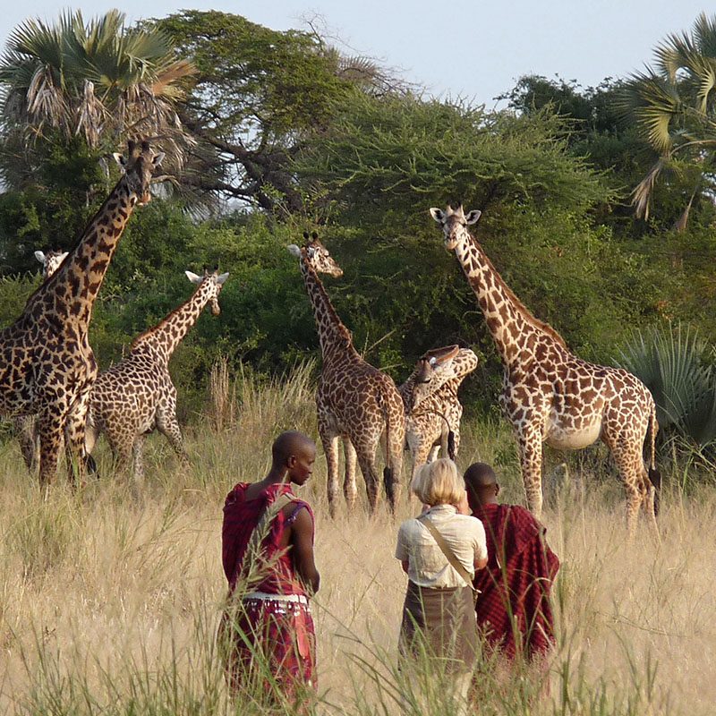 Safaris-Okavango-tanzanie-reserve-de-chemchem-grid-3