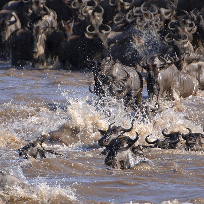 Safaris-Okavango-tanzanie-reserve-de-grumeti-grid-1