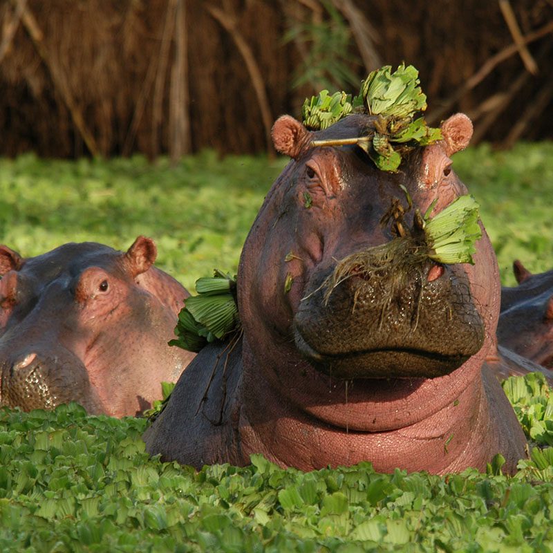 Safaris-Okavango-tanzanie-reserve-de-grumeti-grid-3