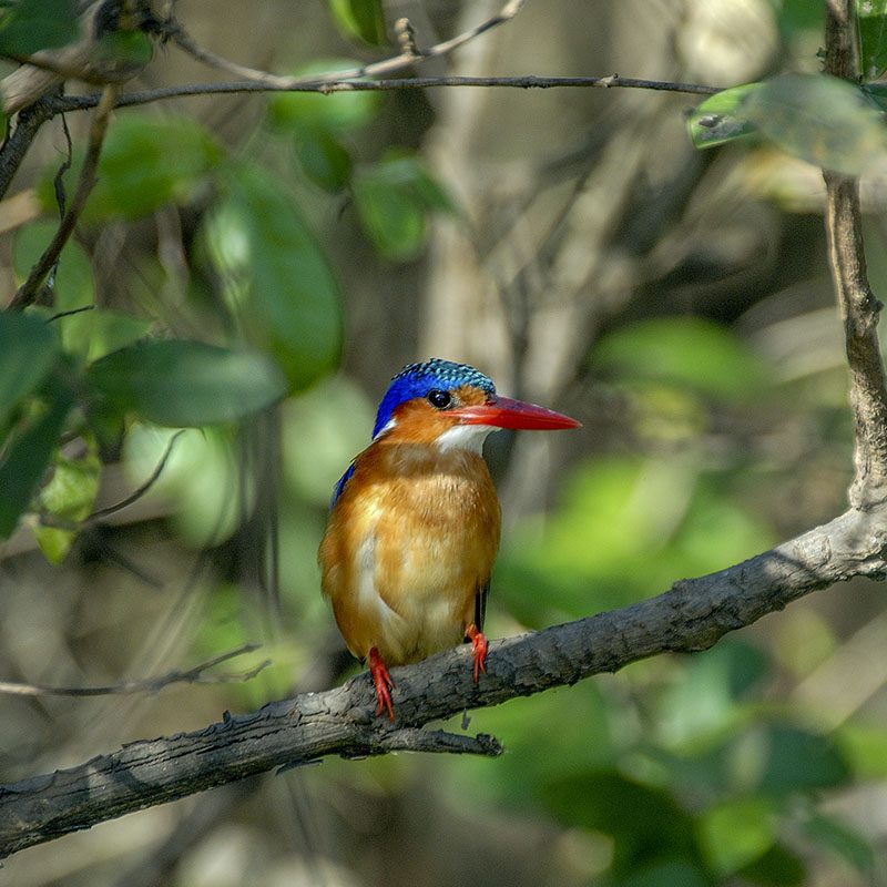 Safaris-Okavango-tanzanie-reserve-de-selous-galerie-2