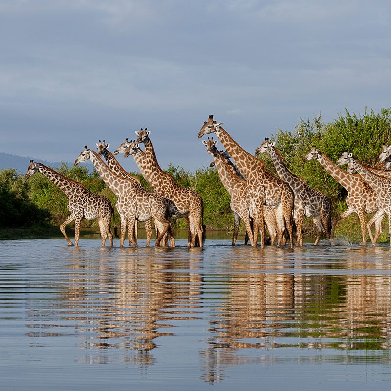 Safaris-Okavango-tanzanie-reserve-de-selous-galerie-4
