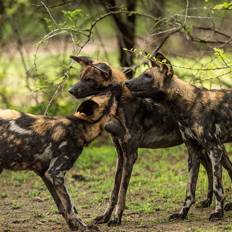 Safaris-Okavango-tanzanie-reserve-de-selous-galerie-6