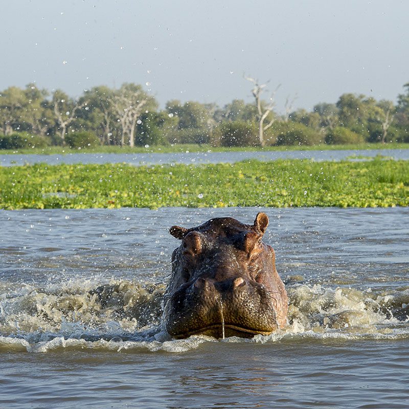 Safaris-Okavango-tanzanie-reserve-de-selous-grid-1