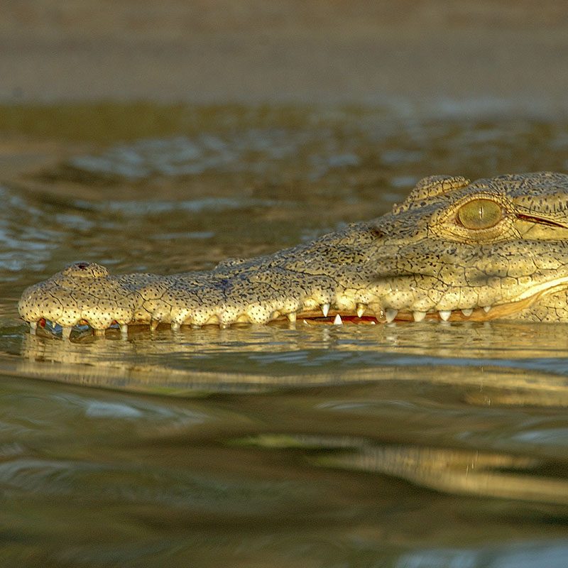 Safaris-Okavango-tanzanie-reserve-de-selous-grid-2