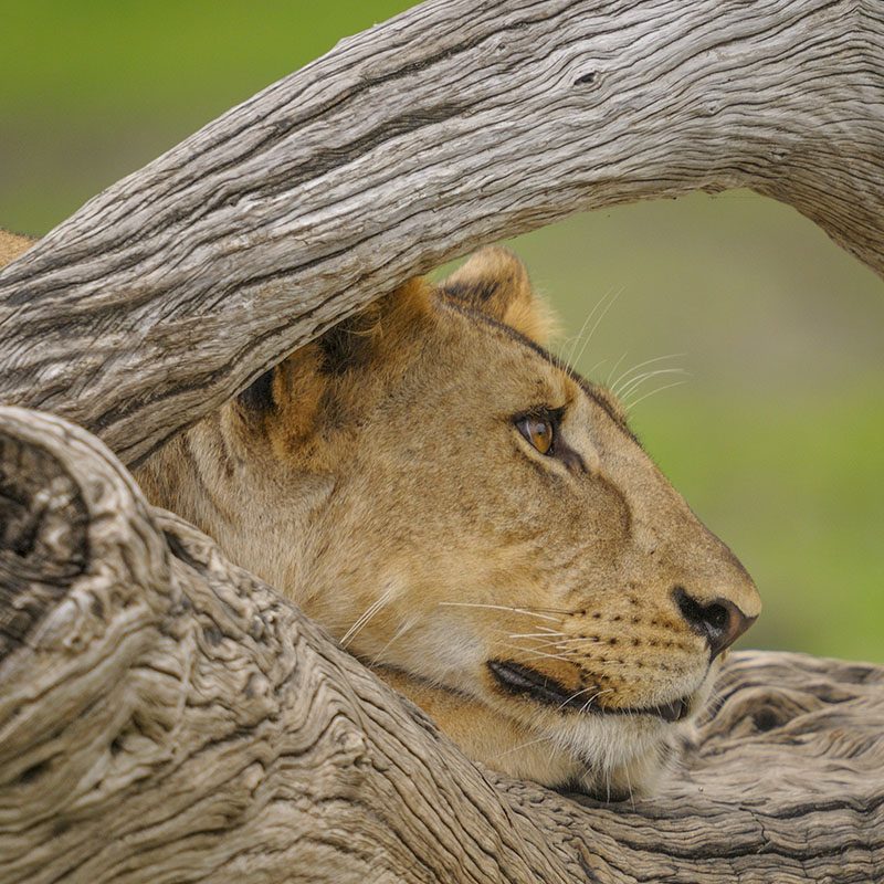 Safaris-Okavango-tanzanie-reserve-de-selous-grid-3